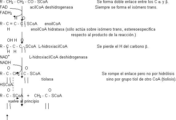 β-oxidación