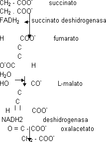 Degradación del acetil-CoA en el ciclo del ácido cítrico