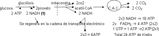 Balance global de la oxidación total de la glucosa